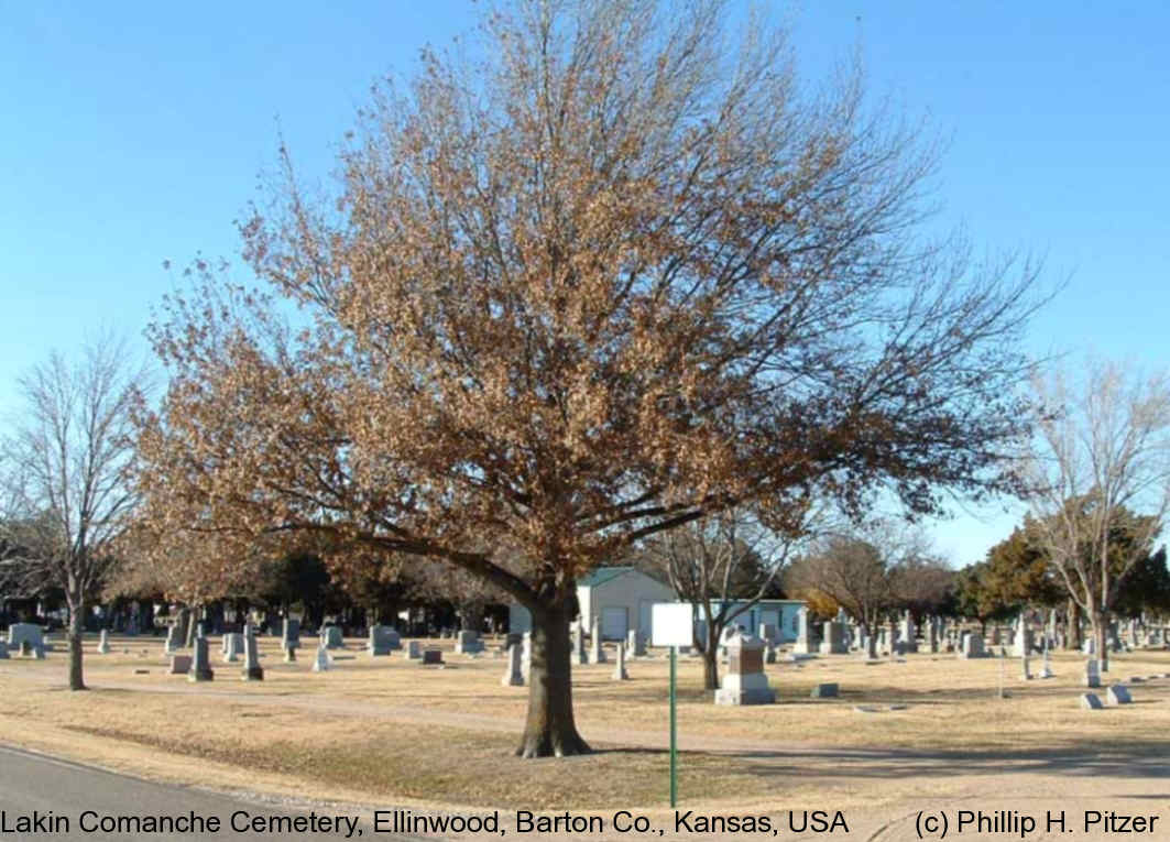 Lakin Comanche Cemetery